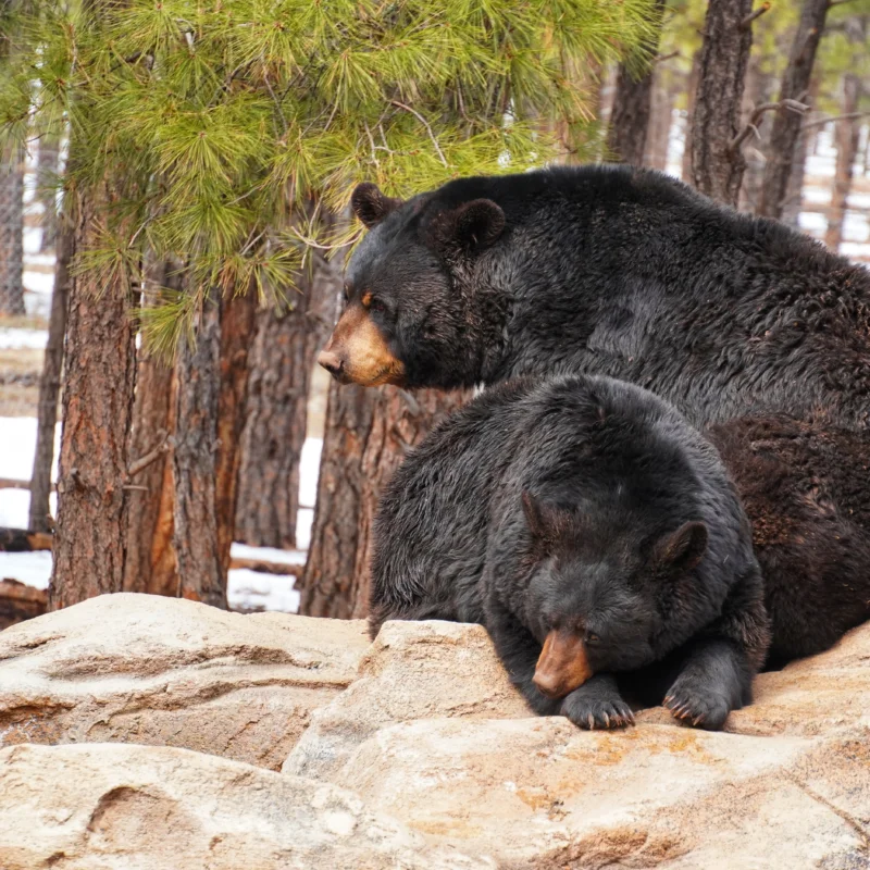 American Black Bear