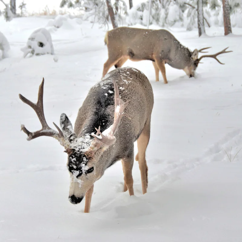Mule Deer